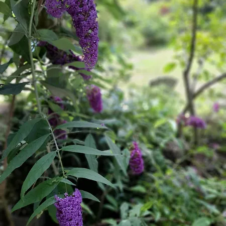 De Springop Alpstuga Eefde