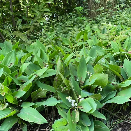 De Springop Chalet *