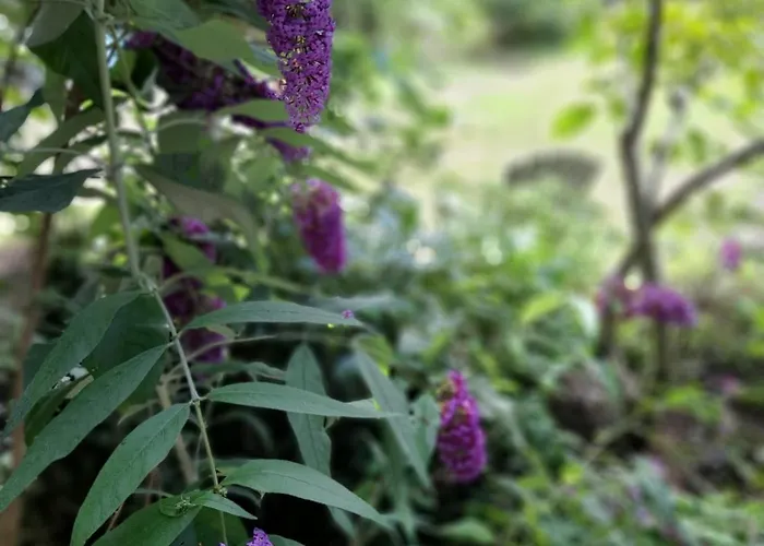 De Springop Alpstuga Eefde