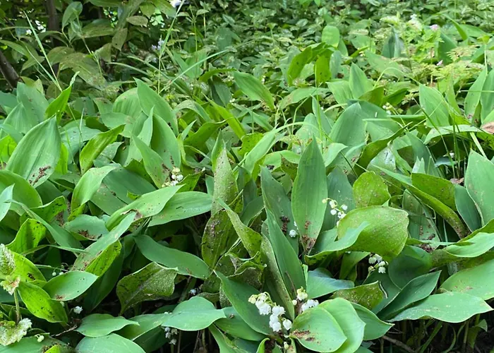 De Springop Domek alpejski *